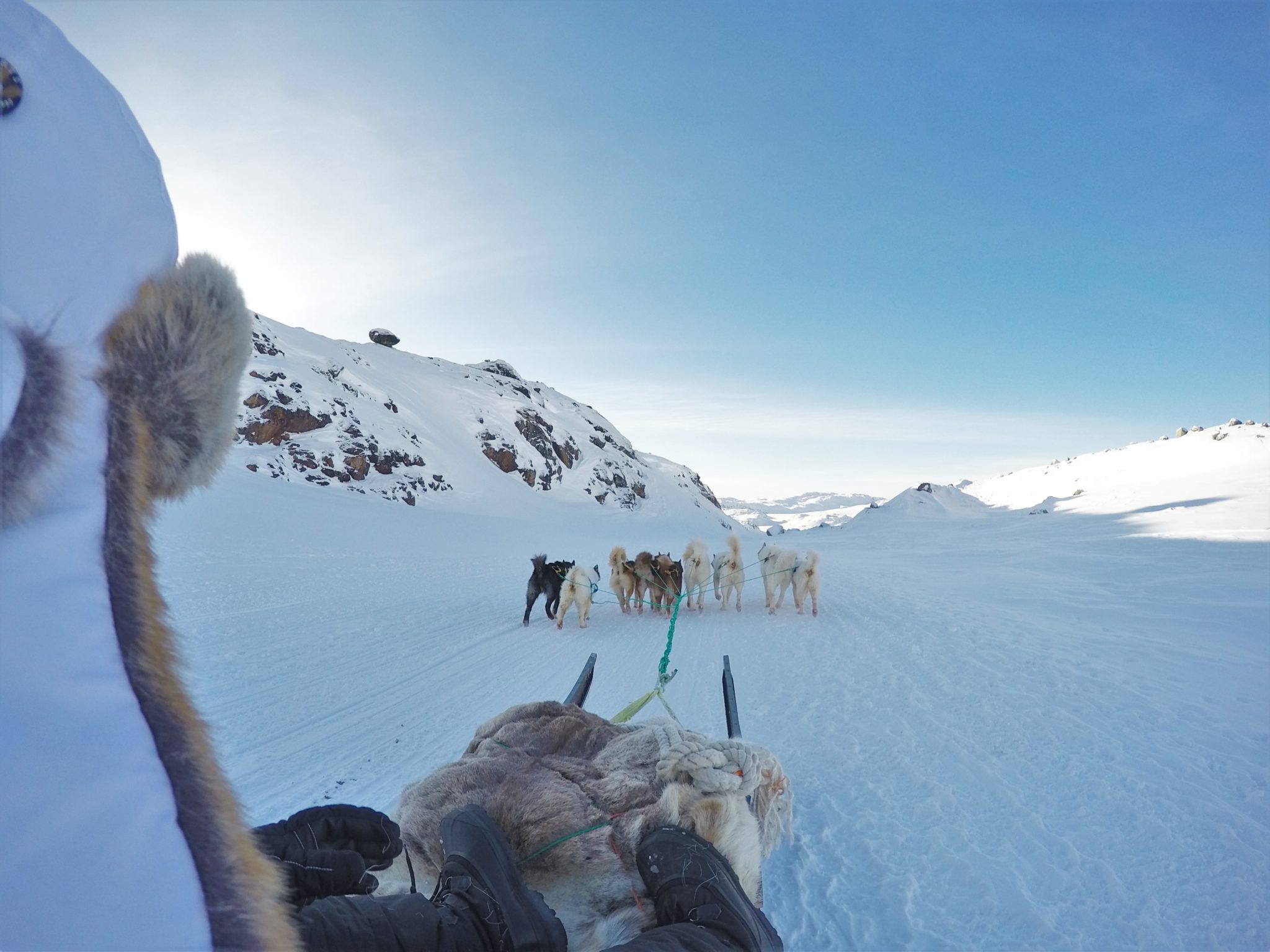Dog sledding trip, Greenland
