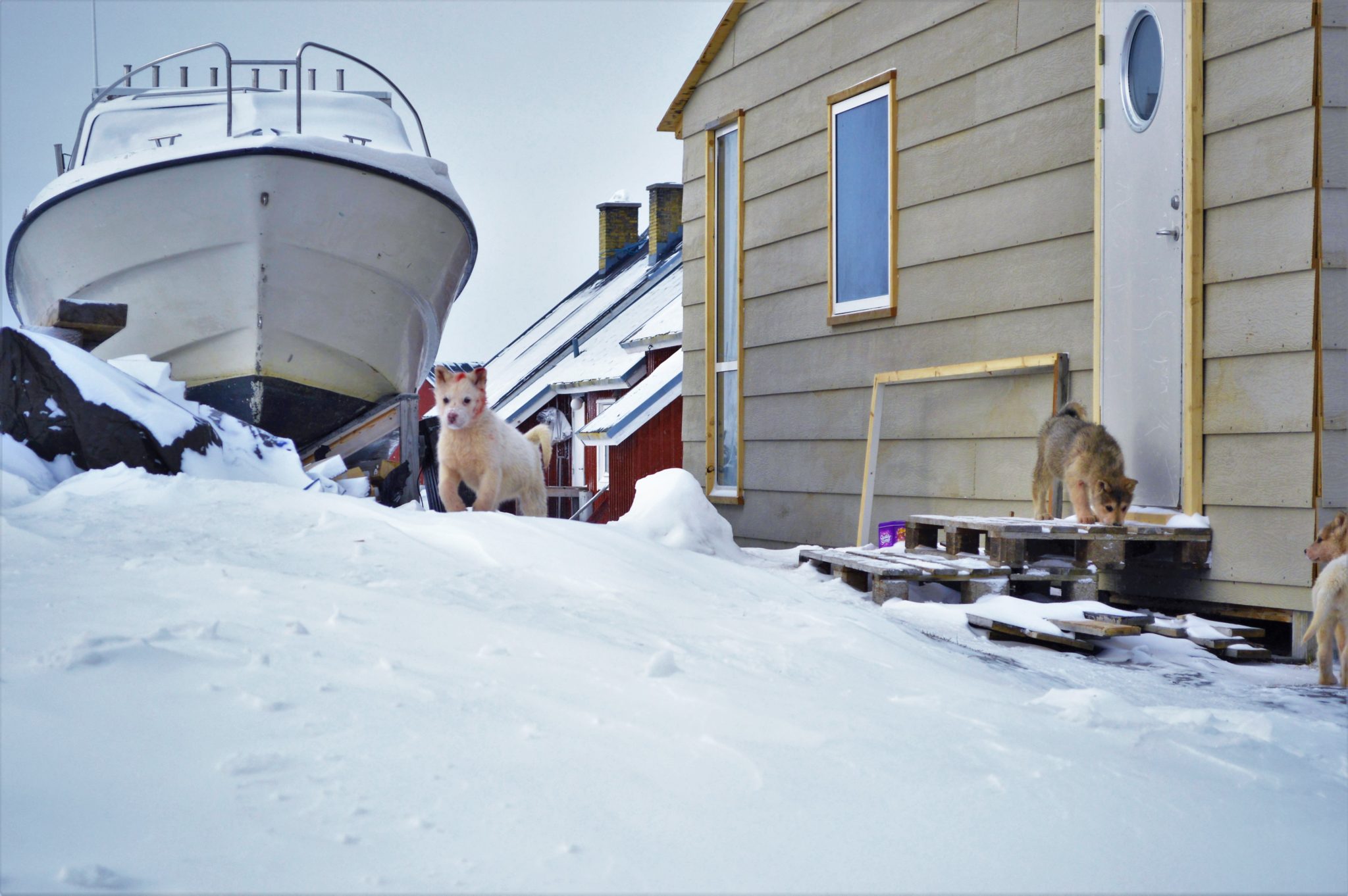 Greeland sled dog puppies in snow