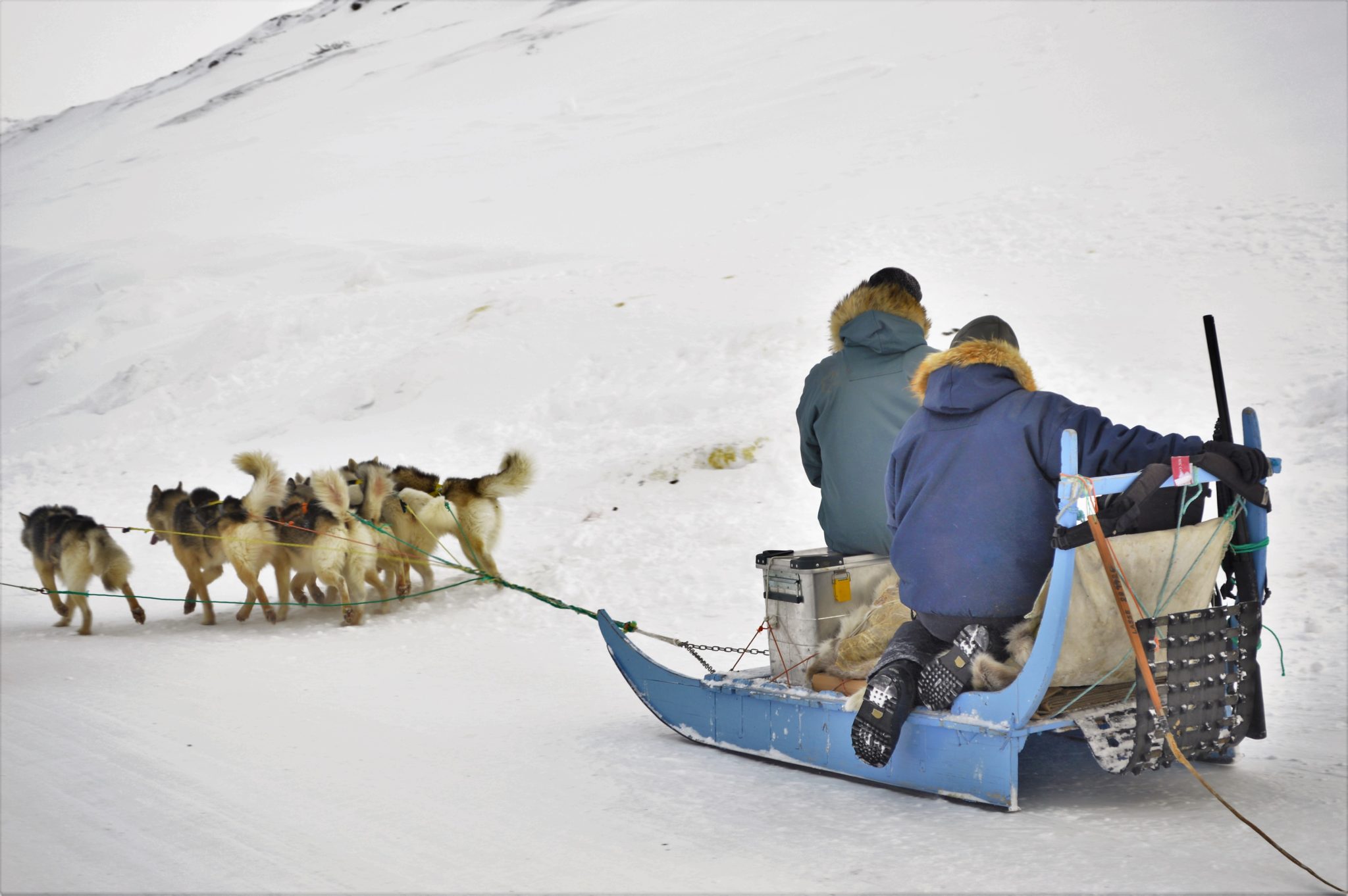 Picture of a passing dog sled in Ilulissat in the Arctic Circle