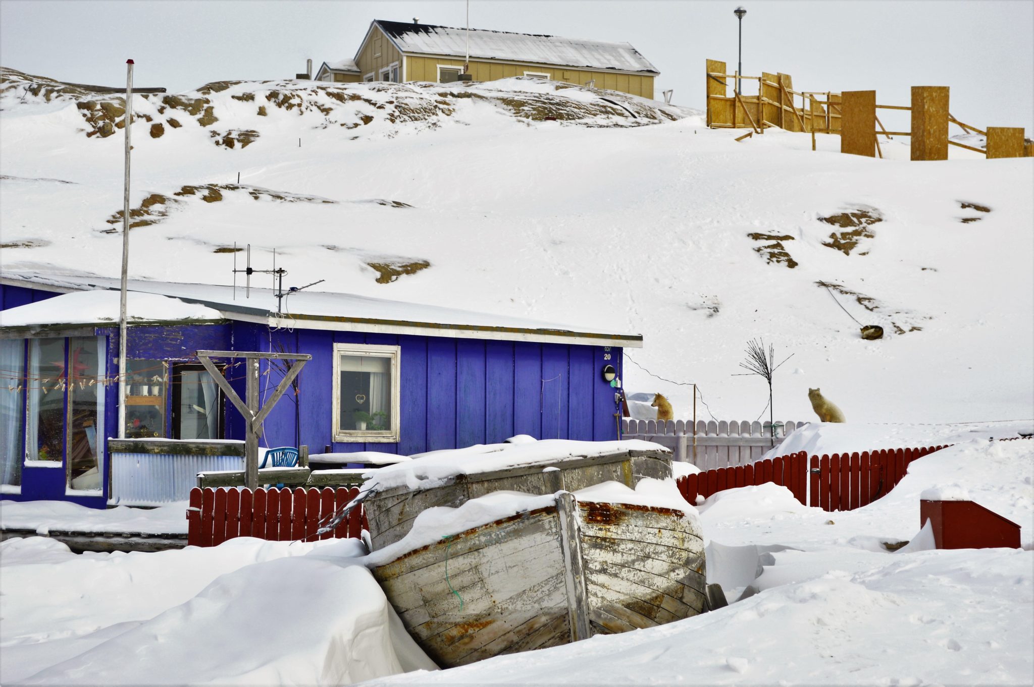 Sunken boat in the snow in Ilulissat Greenland