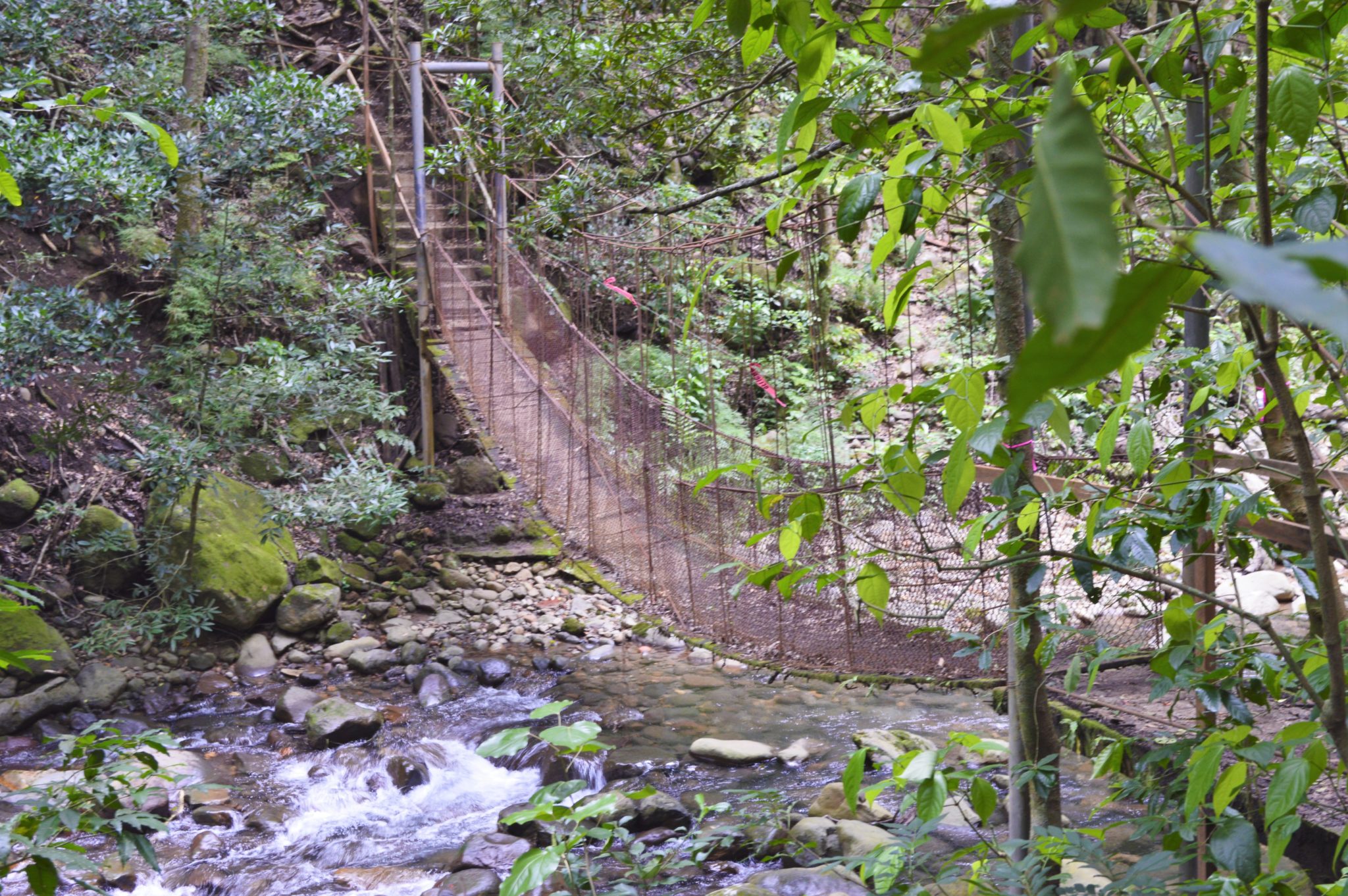 A Jungle rope bridge in Rincon De La Vieja National Park, Costa Rica.