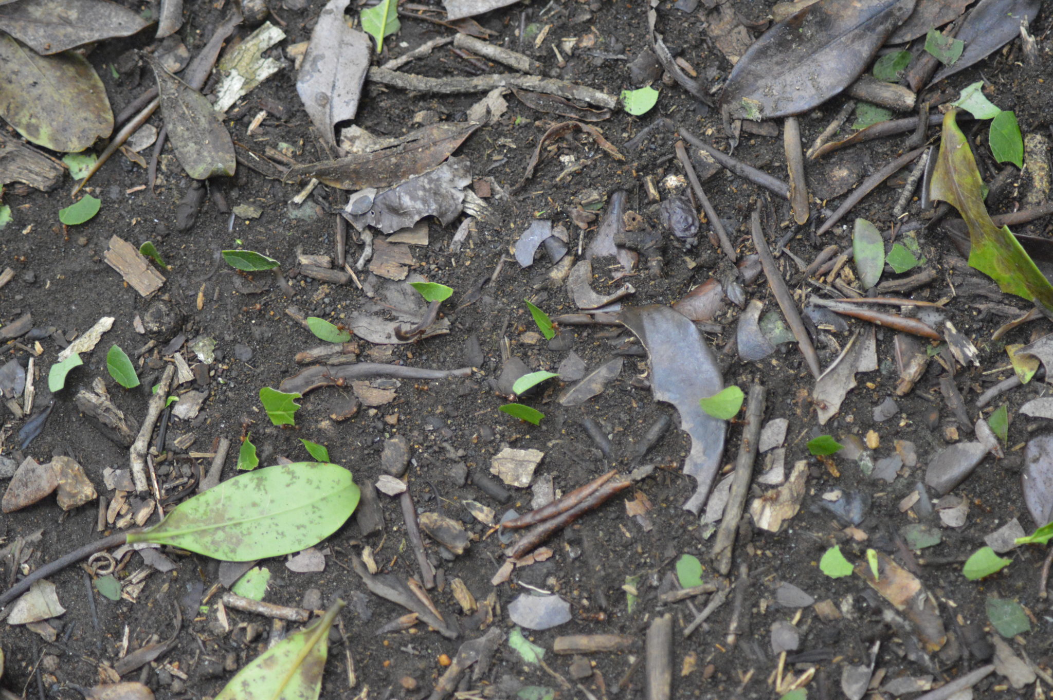 Colonies of ants in the Cost Rican jungle