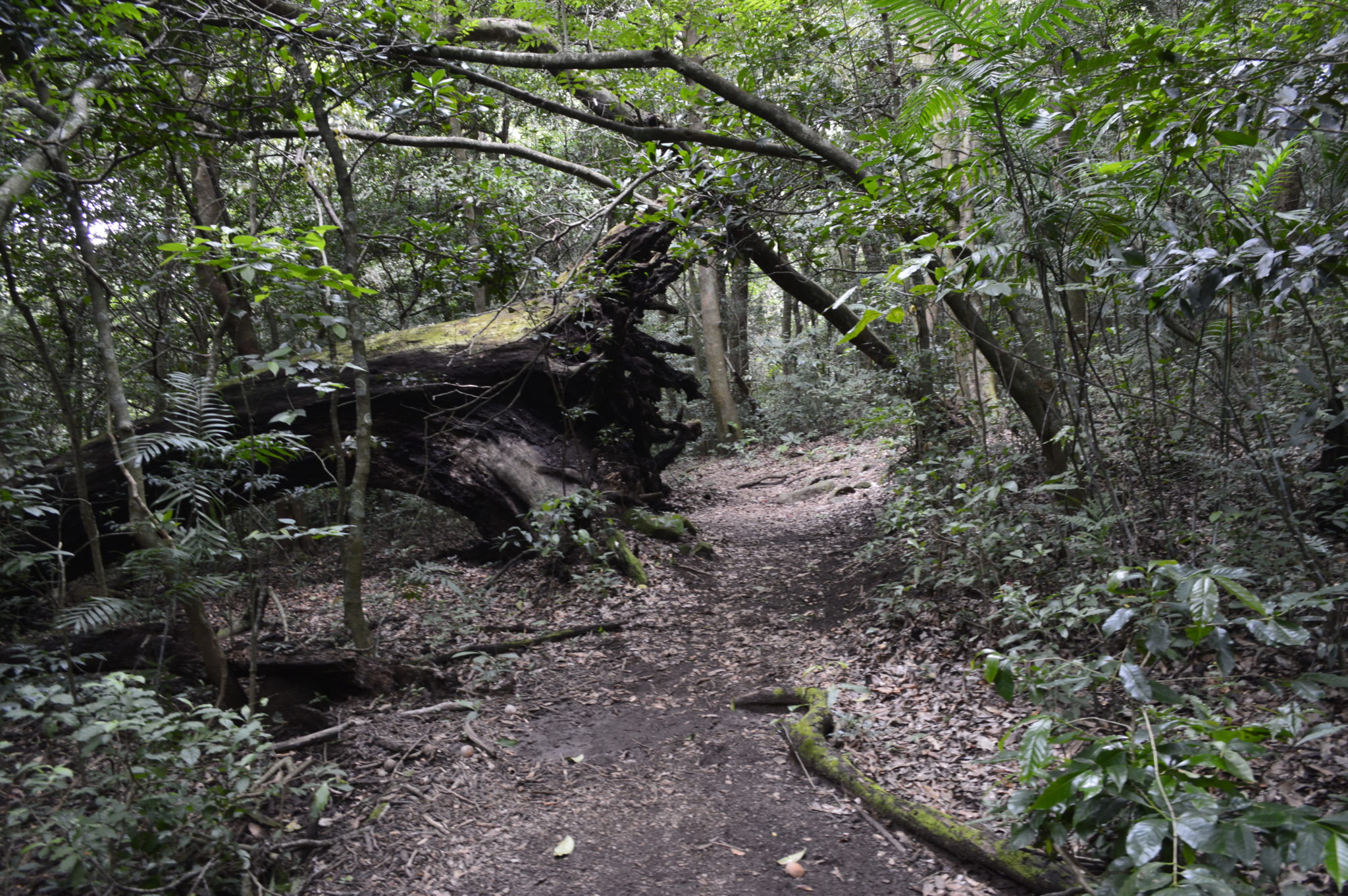 Costa Rica jungle in the dark