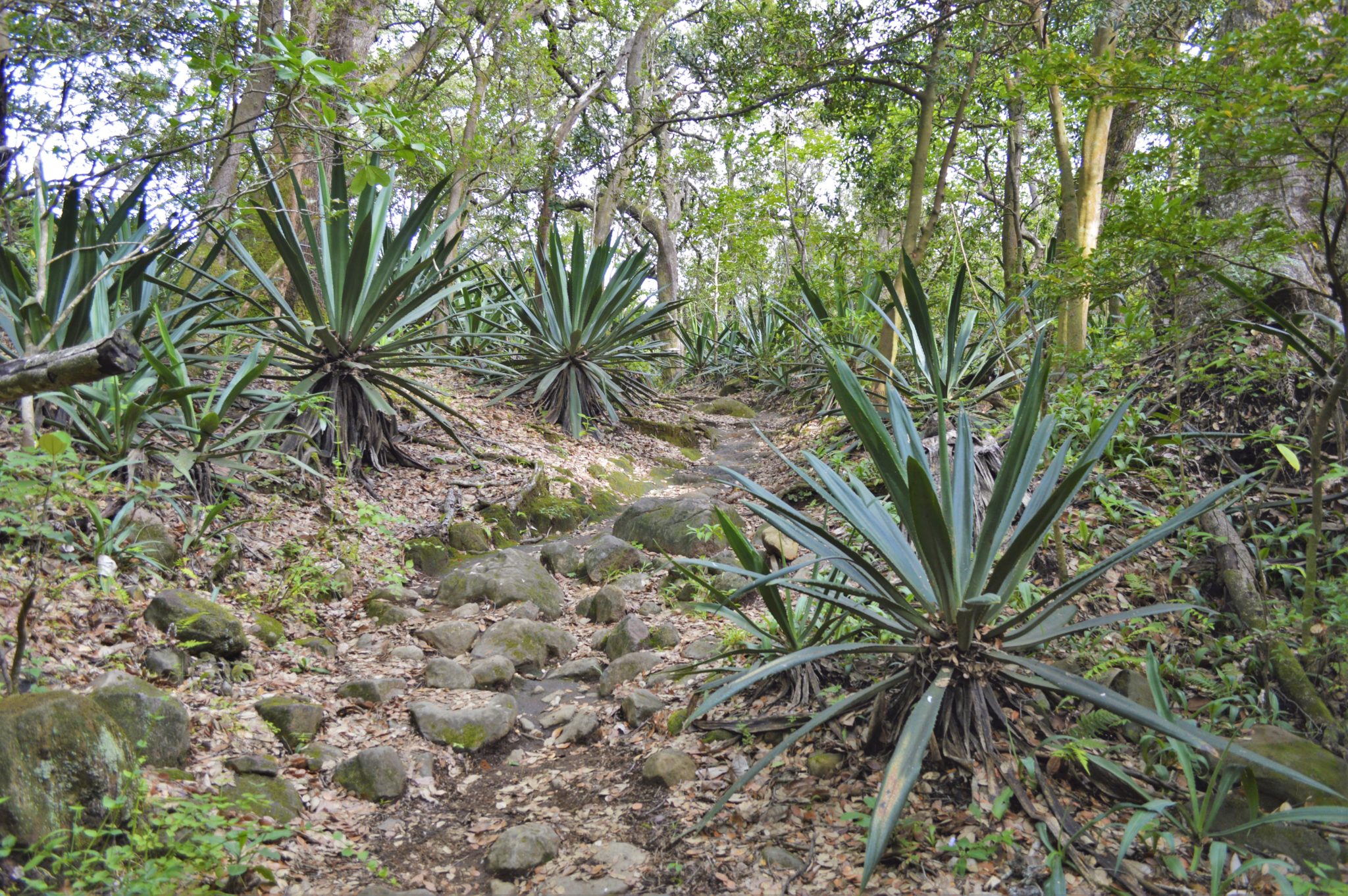 Costa Rica rain forest terrain aloe vera plants