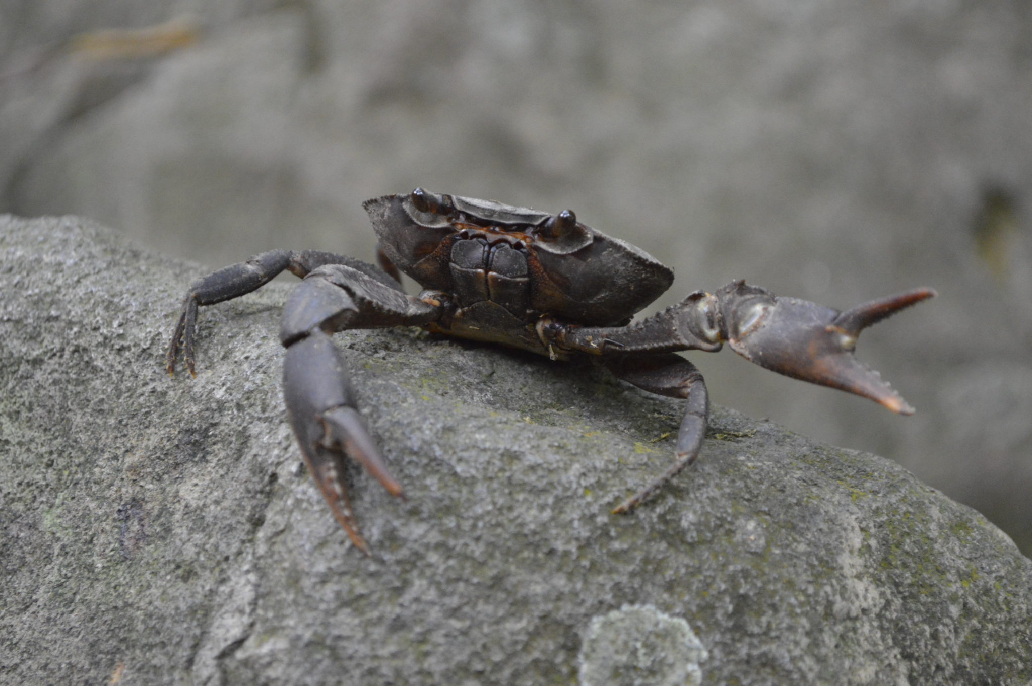 Crab in the Costa Rica rain forest in Rincon De La Vieja National Park