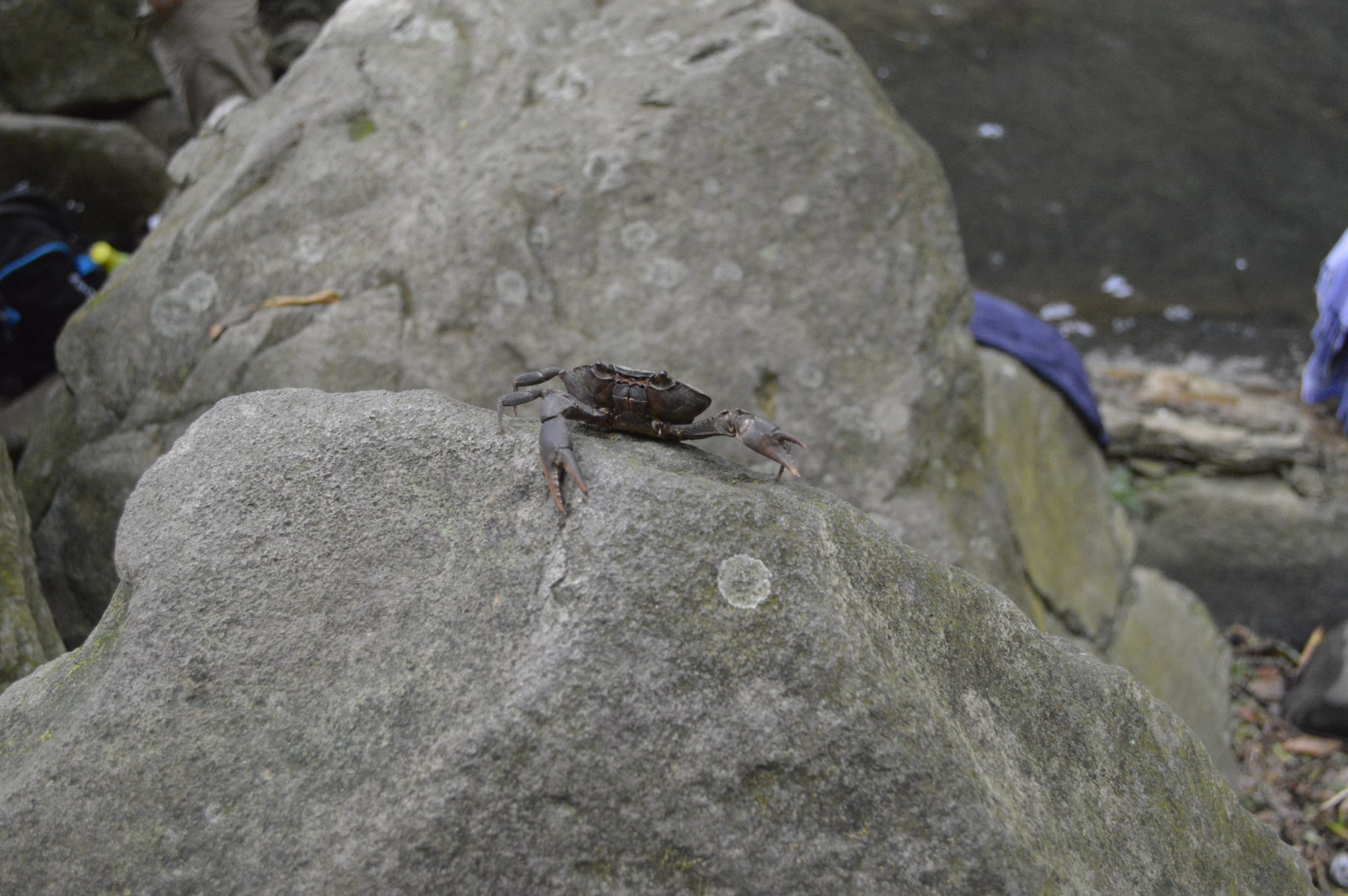 Crab in the Costa Rican jungle