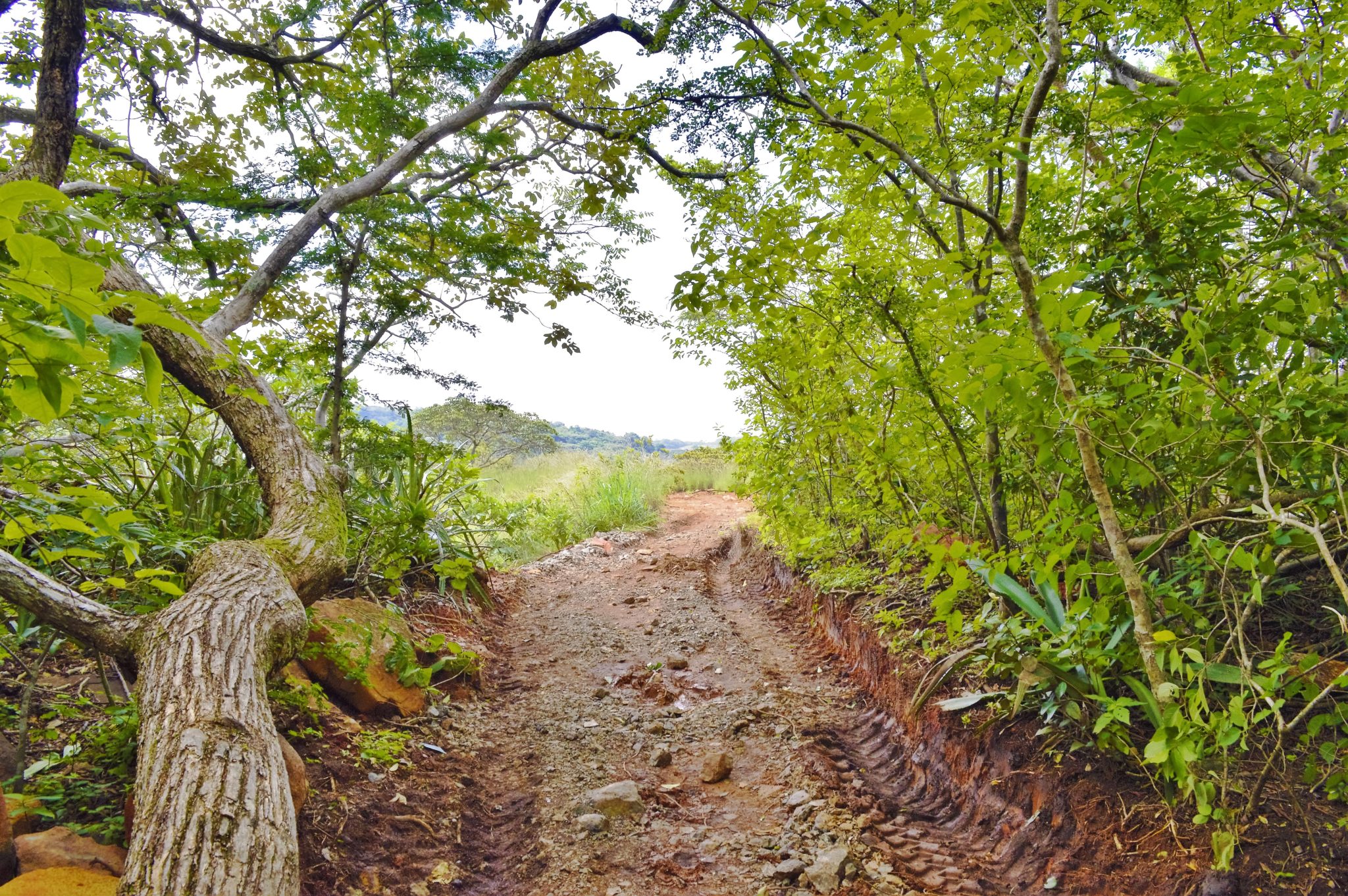 Hiking through heavily covered canopy in the Costa Rican jungle