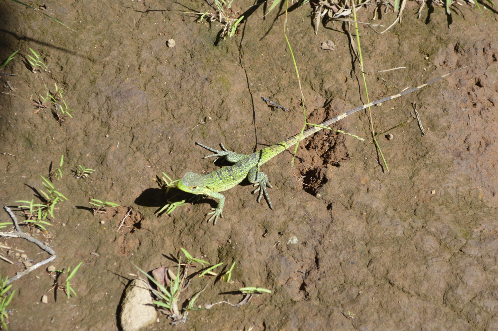 Lizard in Costa Rica