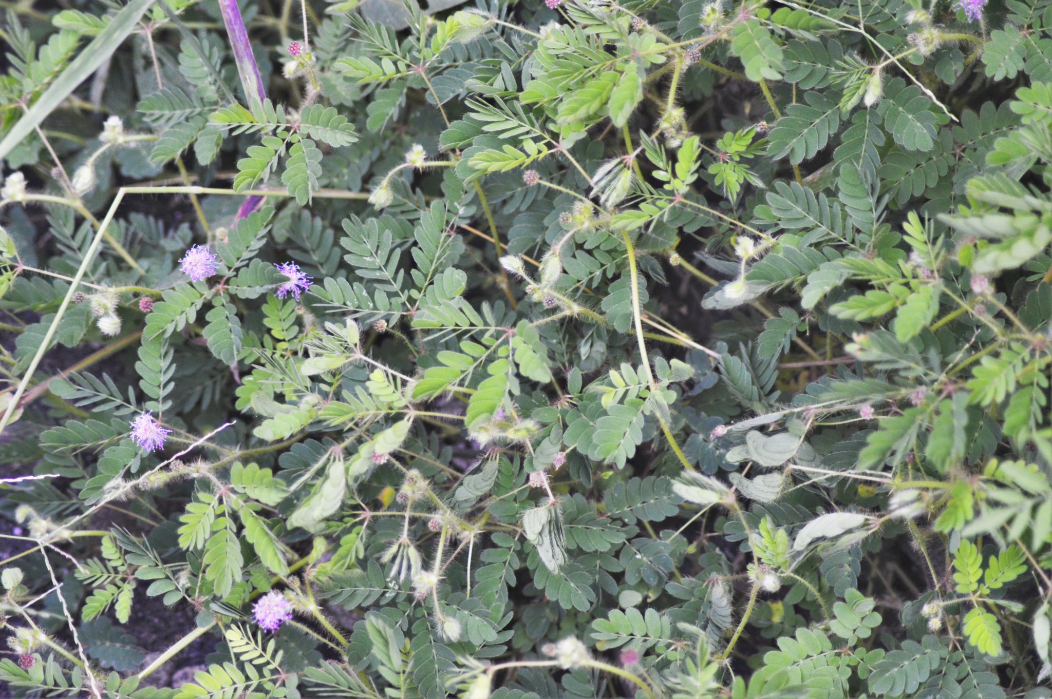 Mimosa pudica, the sensitive plant in Costa Rica