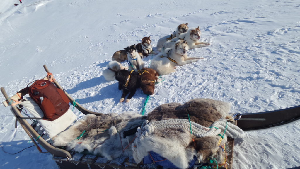Picture of the pure bred Greenlandic Sled dogs with a sled on the frozen grounds of Ilulissat Greenland