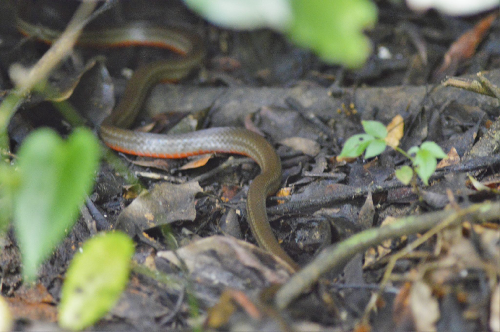 Snake in the Costa Rica rainforest with a red belly hiding beneath the leaves