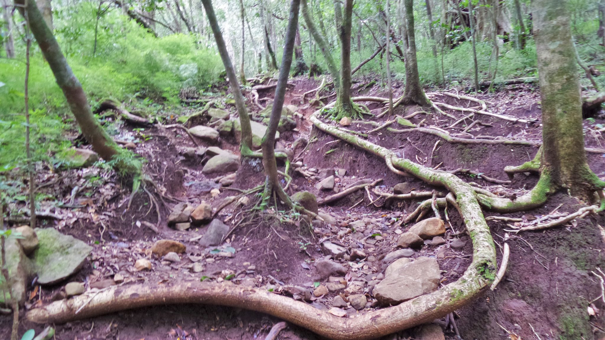 Typical terrain in the Costa Rica Jungle of tree roots and volcanic rock