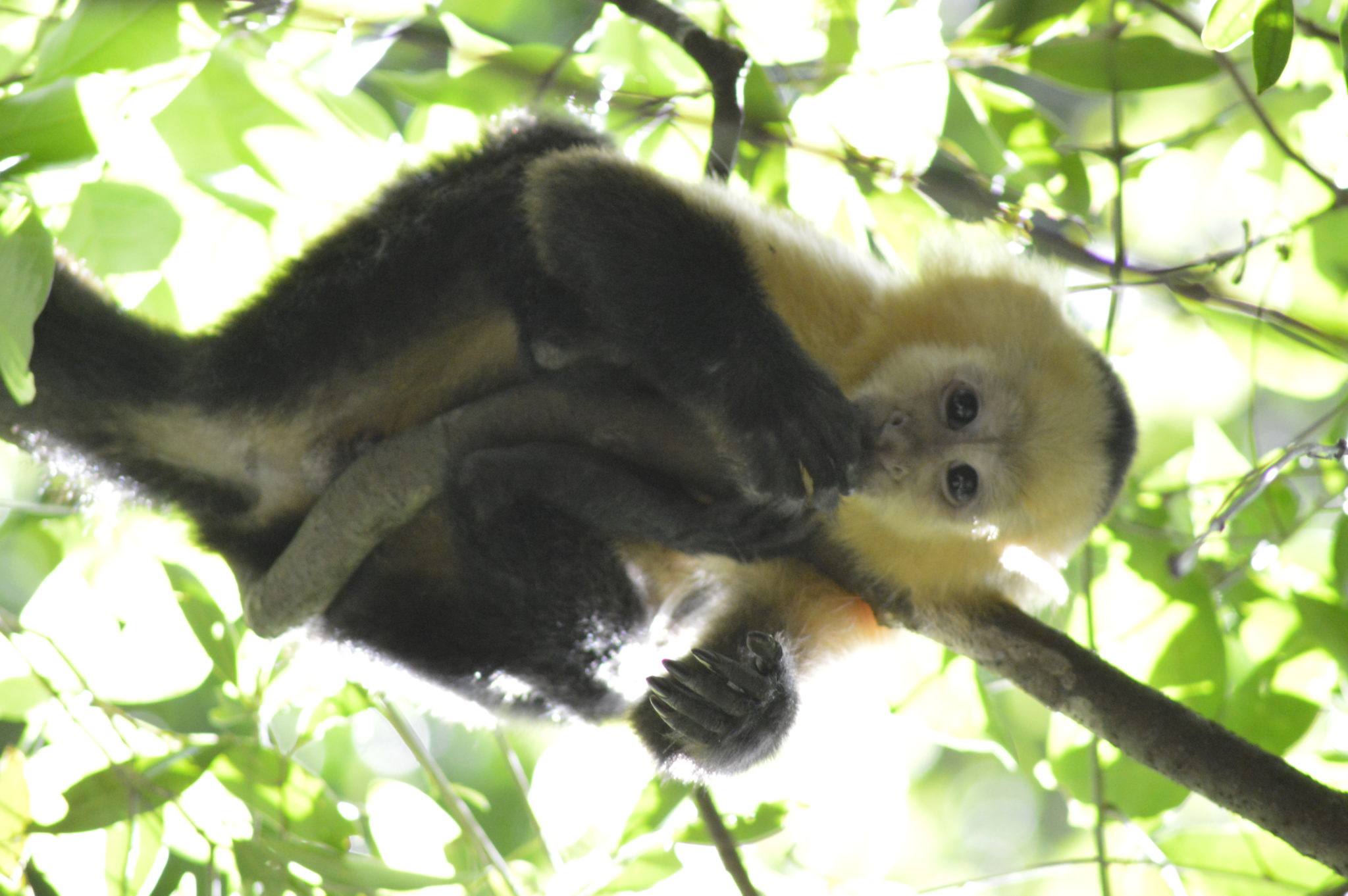 White Faced Monkey in canopy, Costa Rica