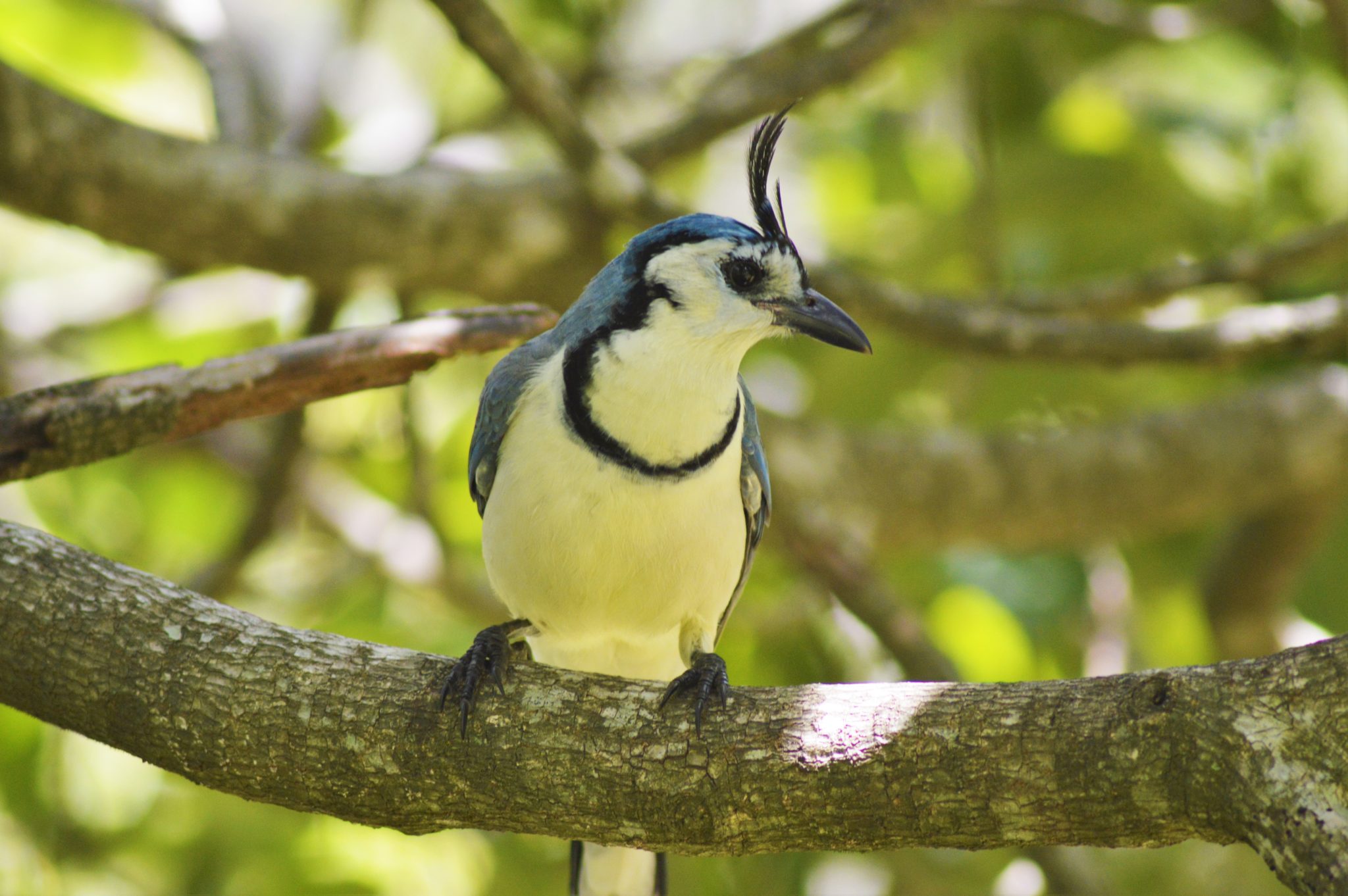 White throated magpie jay. The white-throated magpie jay (Calocitta formosa) bird in costa rica