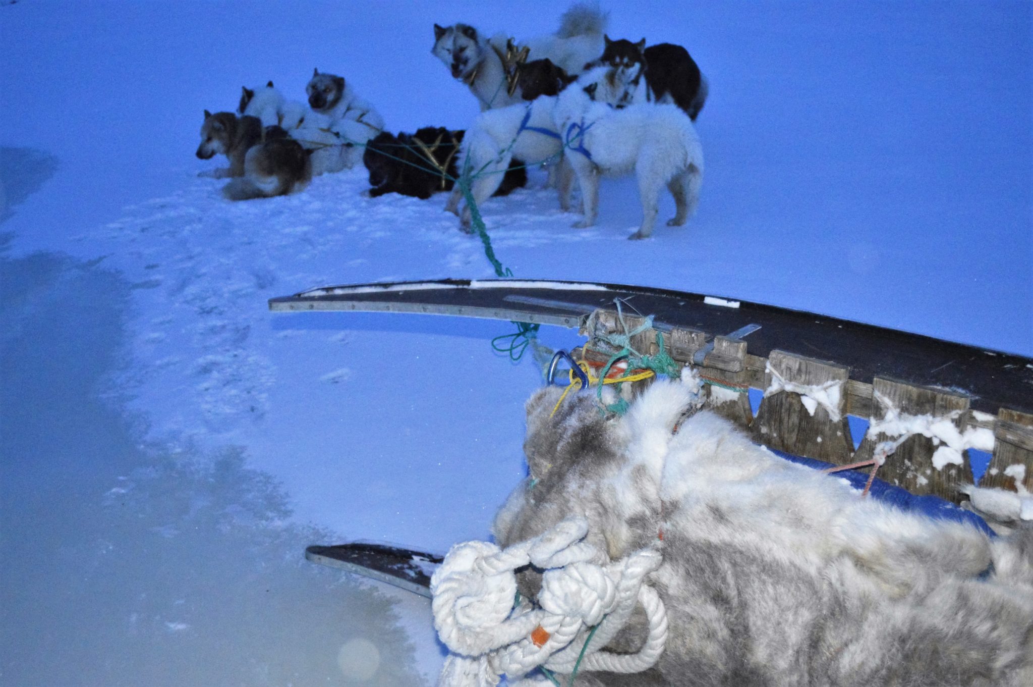 Dog sled tipped over on a frozen lake