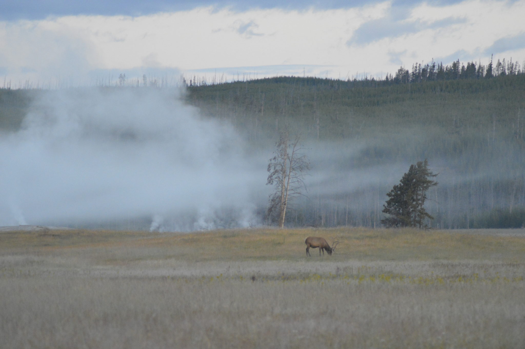 Elk in Yellowstone National Park at sunrise