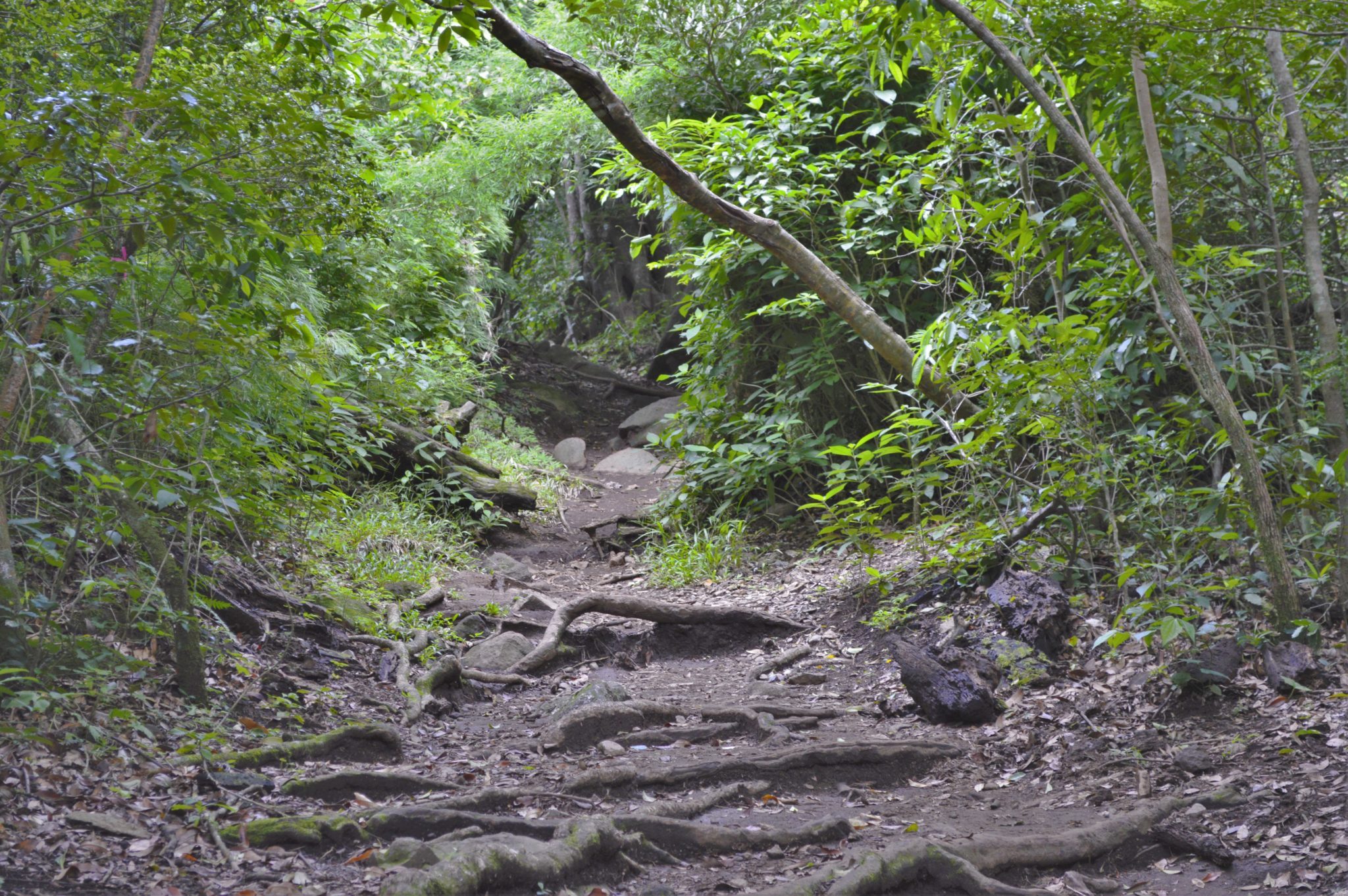 Hiking the Costa Rica jungle in Rincon De La Veija National Park, a typical example of the terrain in the Costa Rica rainforest