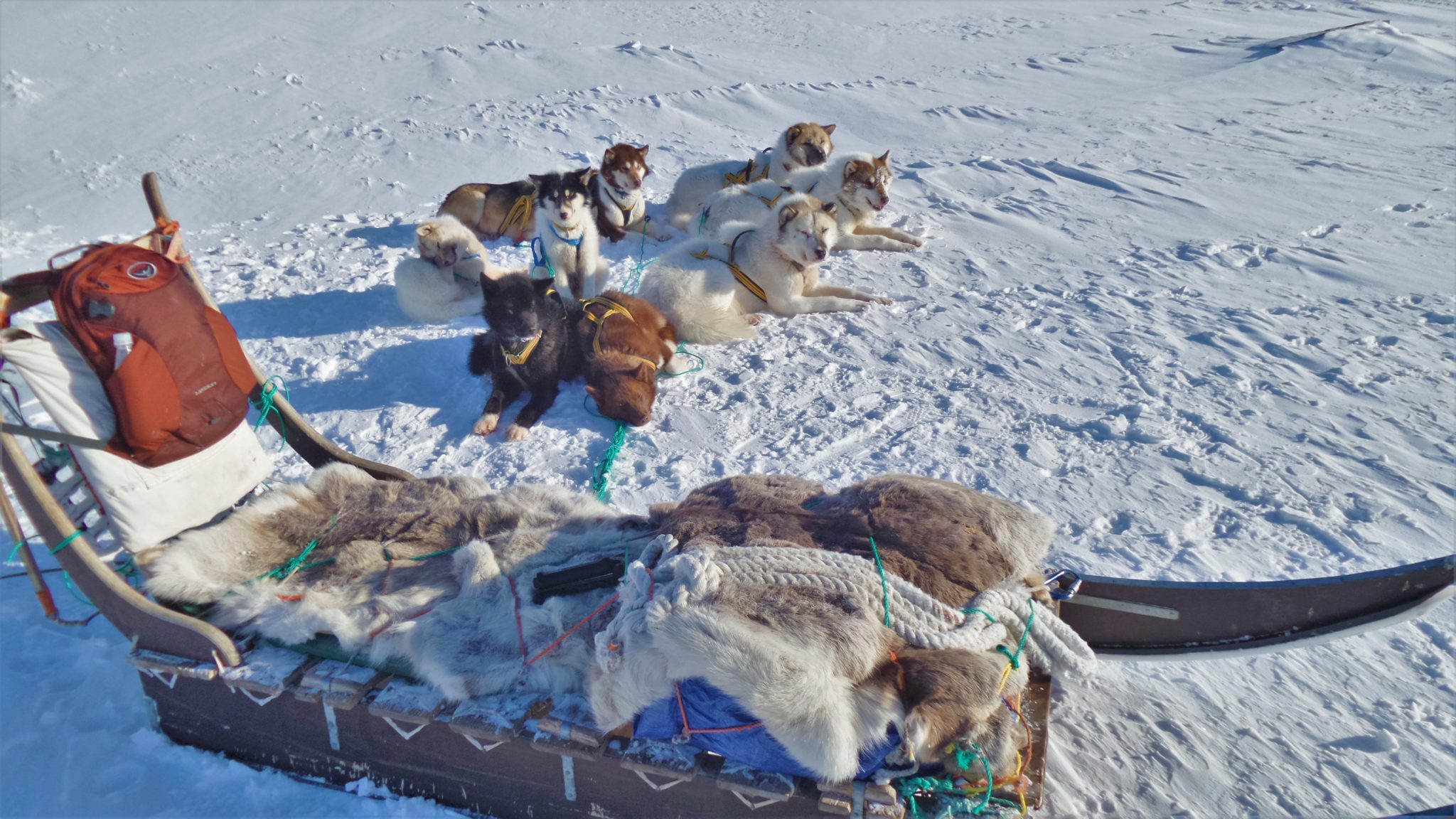 Packed up dog sled ready for expedition in Greenland