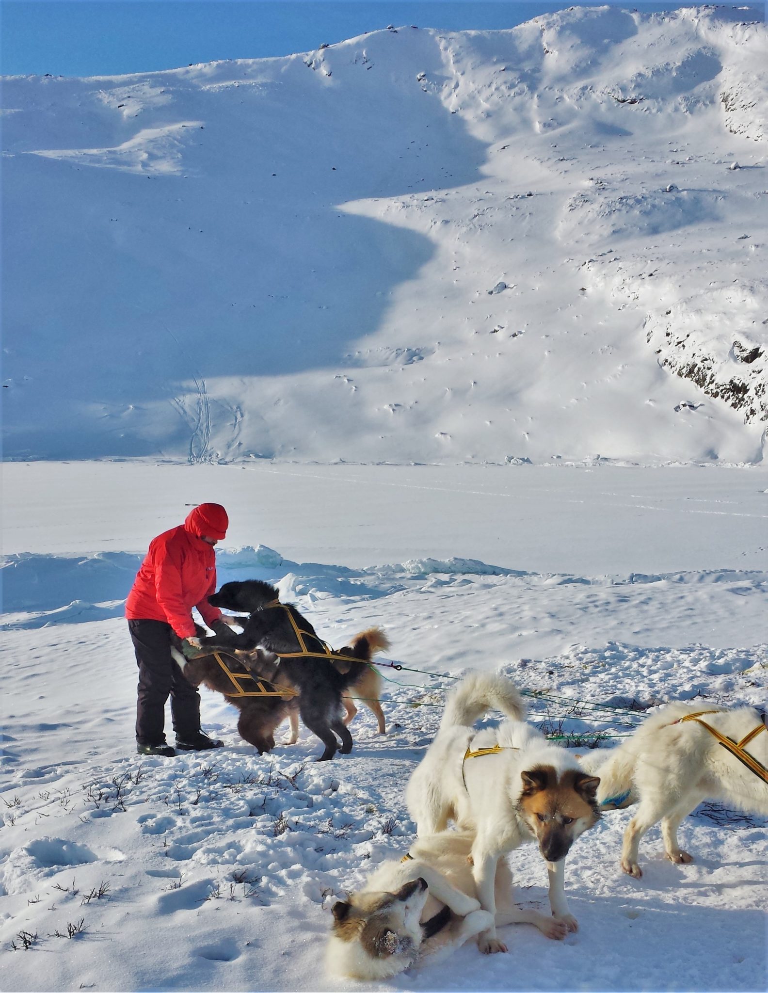 Petting the sled dogs in Greenland