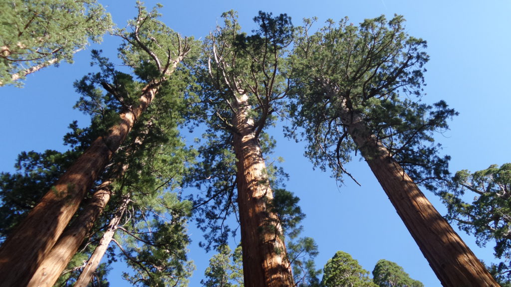 Photograph of Sequoia Tree in Sequoia National Park California