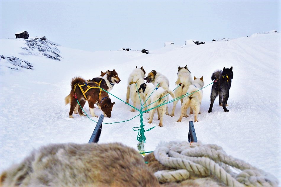 Sled-dogs-struggling-up-hill-in-Greenland