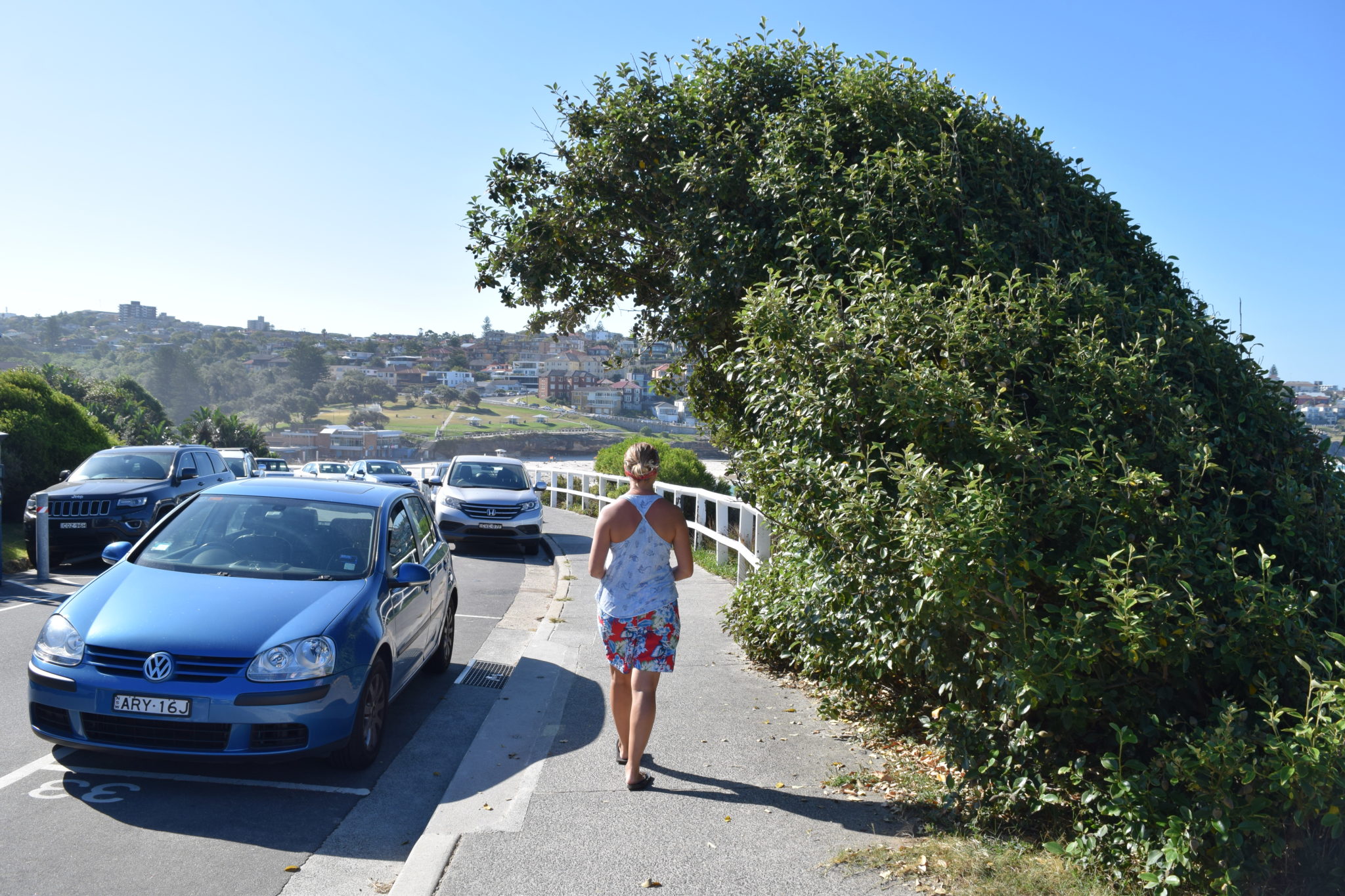 picture of a Wave shaped tree Bondi beach