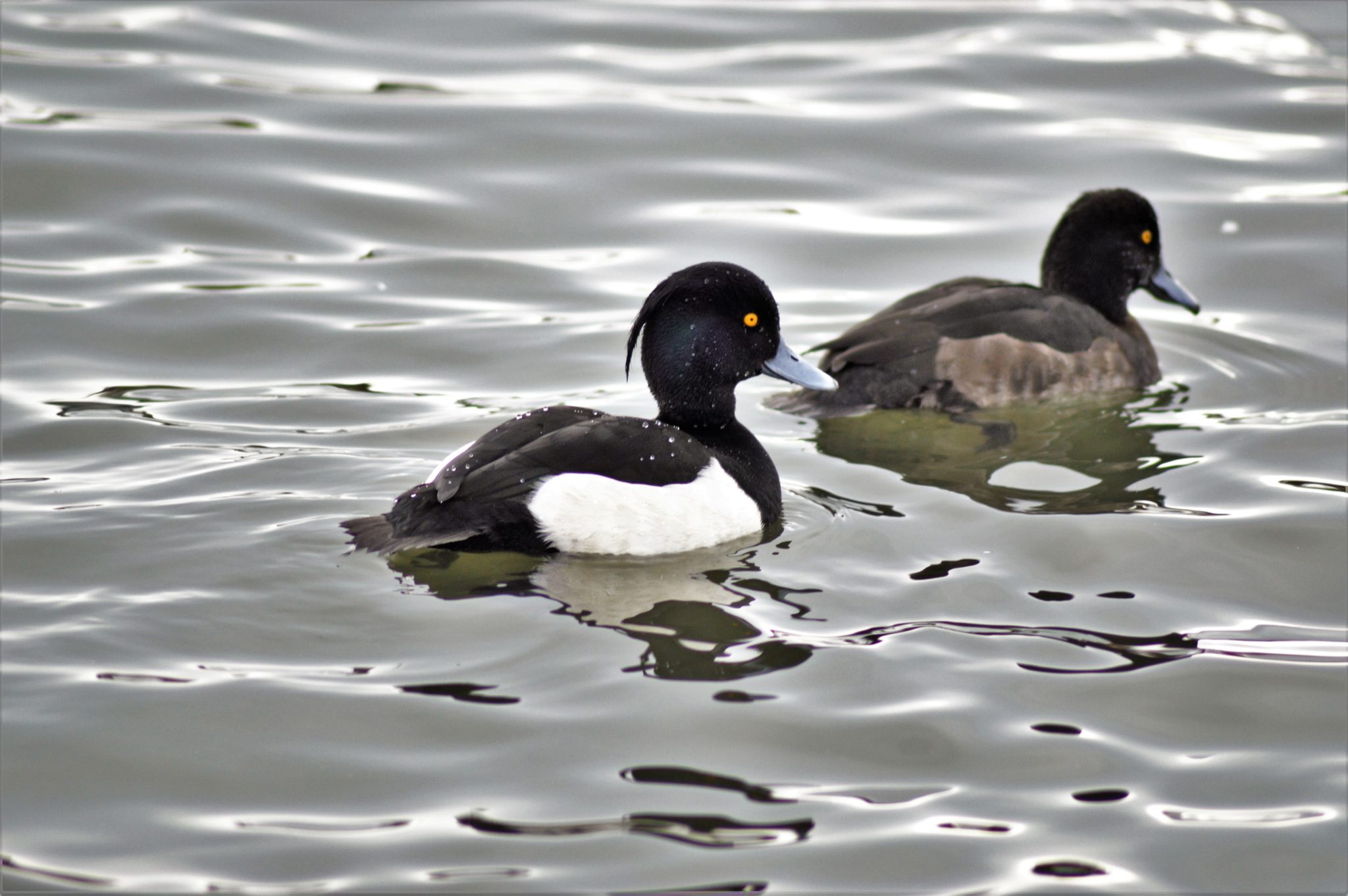 free things to do in Reykjavik, Iceland, Lake Tjornin