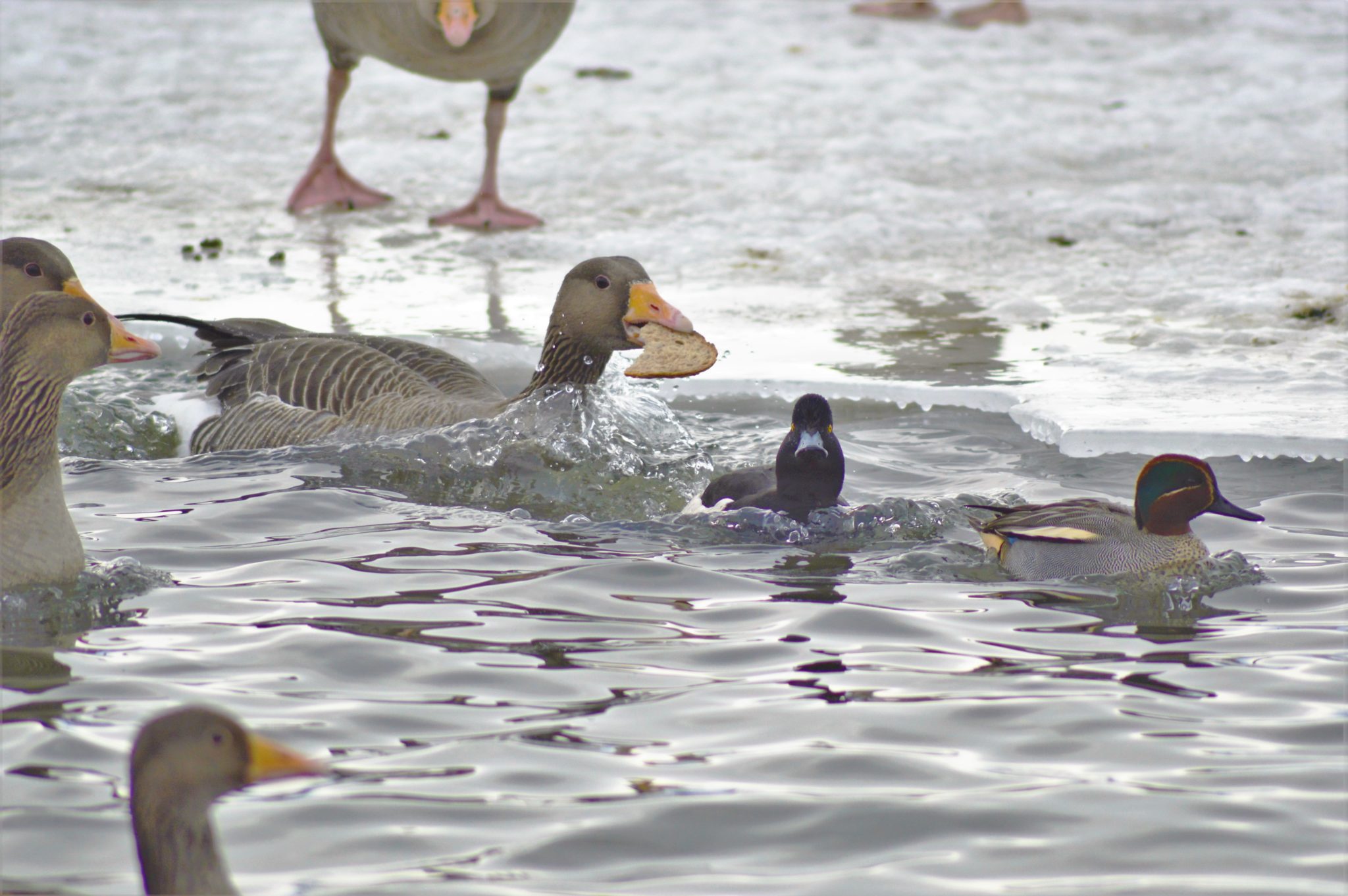 Goose eating bread at Lake Tjornin, Reykjavik, Iceland