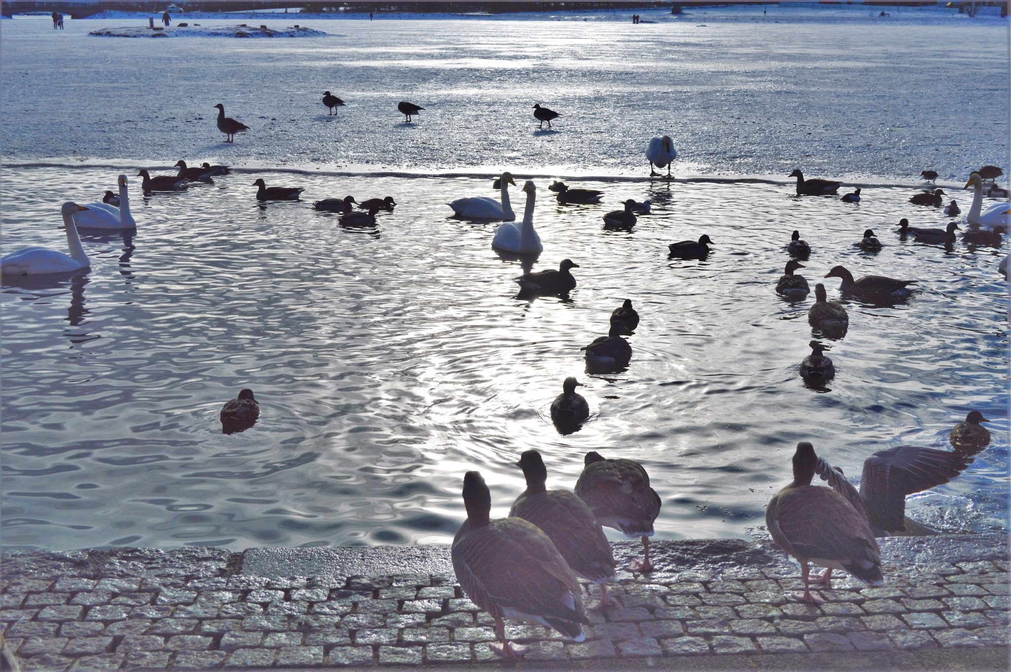 Lake Tjornin in Reykjavik, Iceland