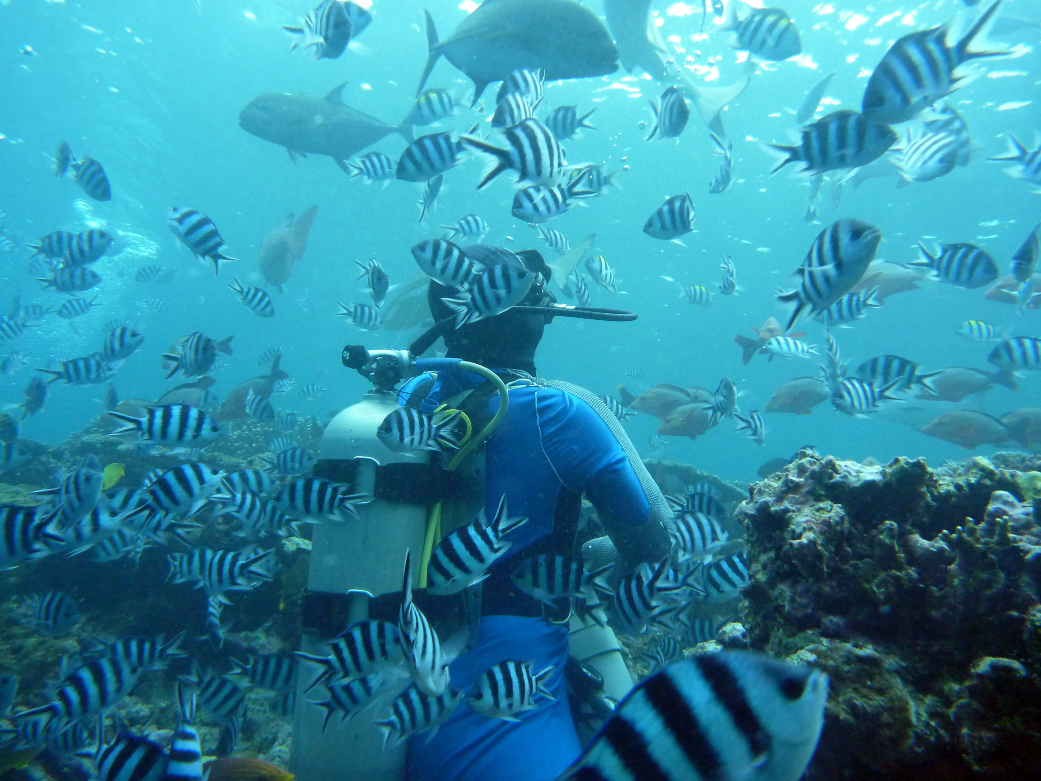 world-best-diving-spots-diving-liveaboard-in-thailand-and-myanmar